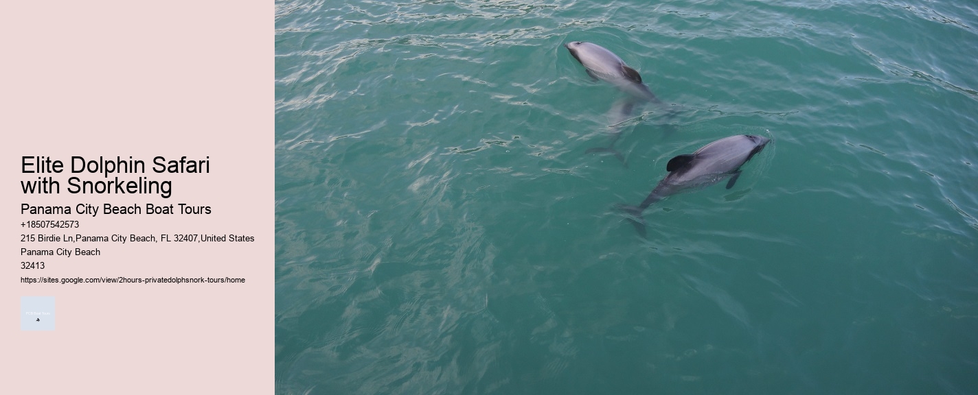 Elite Dolphin Safari with Snorkeling