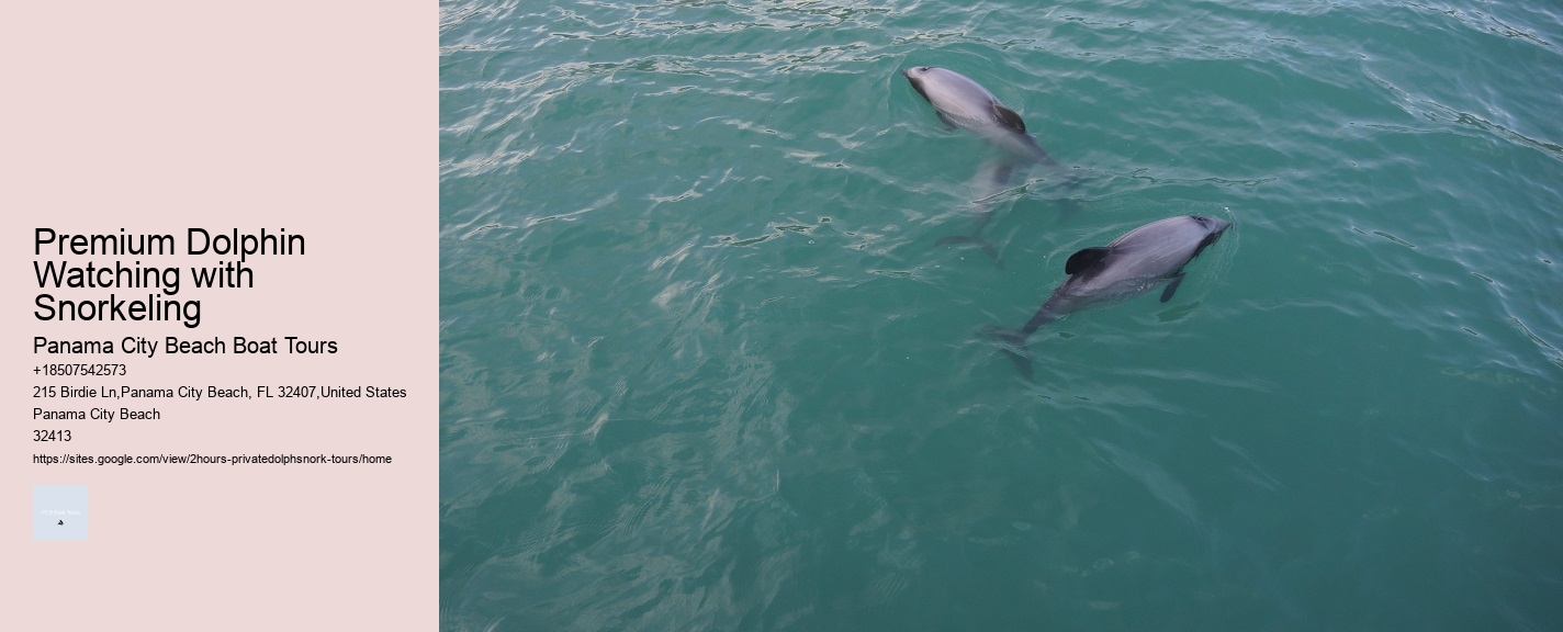 Premium Dolphin Watching with Snorkeling